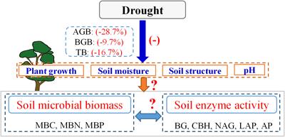 Impact of drought on soil microbial biomass and extracellular enzyme activity